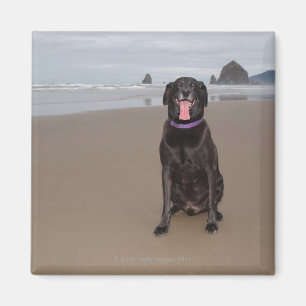 Kalifornien, USA Magnet