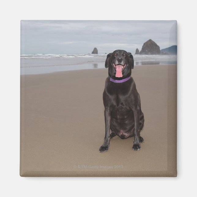 Kalifornien, USA Magnet (Vorne)