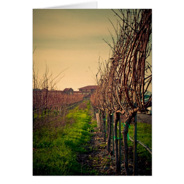 Kalifornien-Weinberge (Vorne)