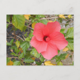 KALIFORNIEN-WÜSTENBLUME #1 POSTKARTE