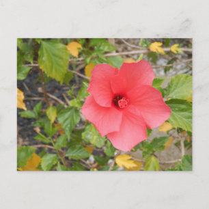 KALIFORNIEN-WÜSTENBLUME #1 POSTKARTE