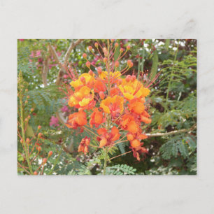 KALIFORNIEN WÜSTENBLUME #2 POSTKARTE