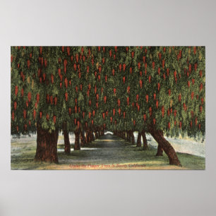 KalifornienGroves of Pepper Trees Poster