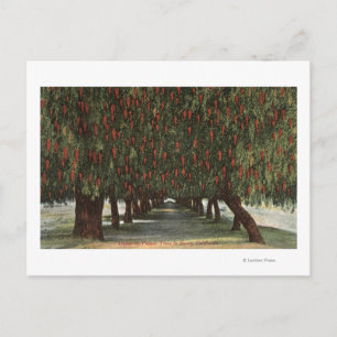 KalifornienGroves of Pepper Trees Postkarte