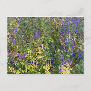 KALIFORNIENISCHE NATIVE FARBEN: NOVEMBER POSTCARD POSTKARTE