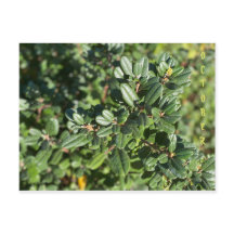 KALIFORNIENISCHE NATIVE FARBEN: OKTOBER POSTCARD