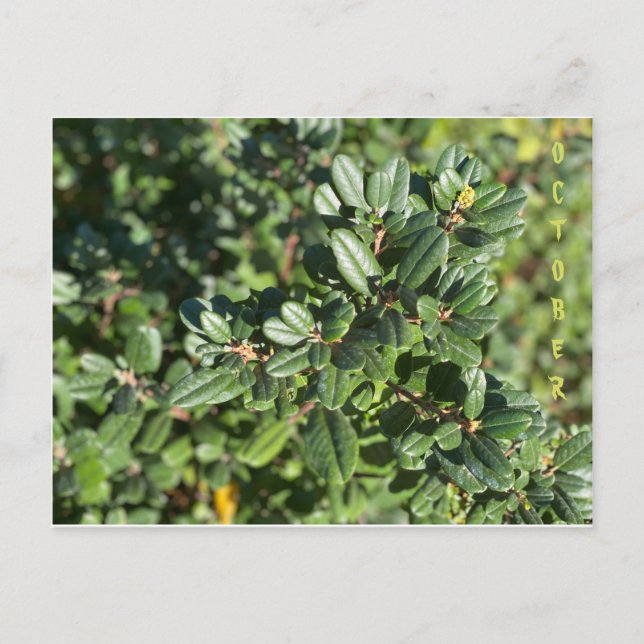 KALIFORNIENISCHE NATIVE FARBEN: OKTOBER POSTCARD POSTKARTE (Vorderseite)