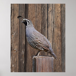 KALIFORNIENISCHE QUAIL AUF BARNBOARD POSTER