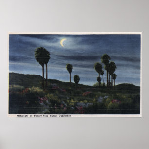 KalifornienMoonlit View bei 299 Palmen Poster