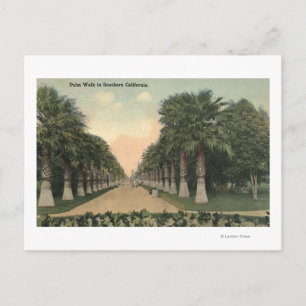 KalifornienPalmen entlang der Straße Postkarte