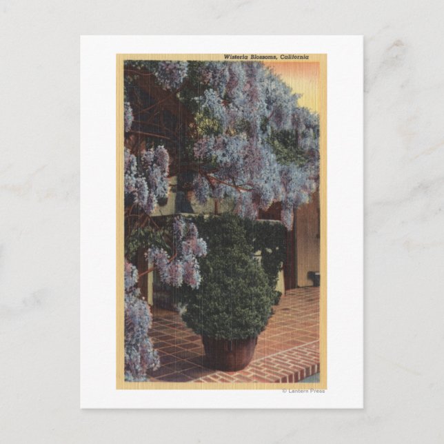 KalifornienWisteria Pflanze in Bloom Postkarte (Vorderseite)