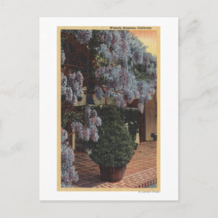 KalifornienWisteria Pflanze in Bloom Postkarte