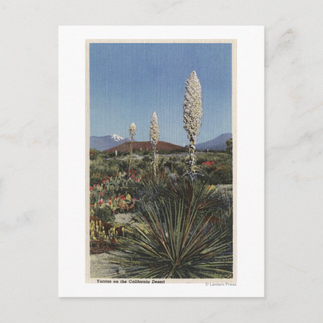KalifornienYucca Kakteen in Bloom in Wüste Postkarte (Vorderseite)
