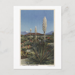 KalifornienYucca Kakteen in Bloom in Wüste Postkarte