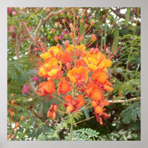 KALIFORNIER WÜSTENBLUME #1 POSTER