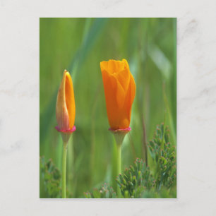 Kalifornische goldene Mohnblumen auf einem grünen Postkarte