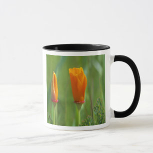 Kalifornische goldene Mohnblumen auf einem grünen Tasse