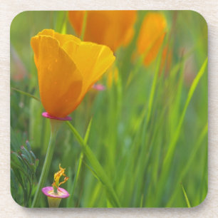 Kalifornische goldene Mohnblumen auf einem grünen Untersetzer