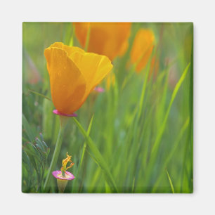 Kalifornische Goldmohn auf einem grünen Feld Magnet