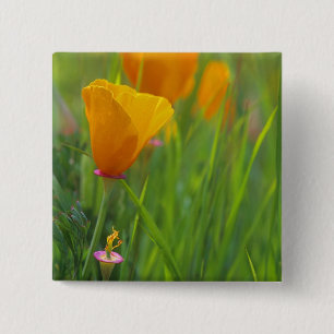 Kalifornische Goldmohnblumen auf einem grünen Feld Button