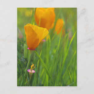 Kalifornische Goldmohnblumen auf einem grünen Feld Postkarte