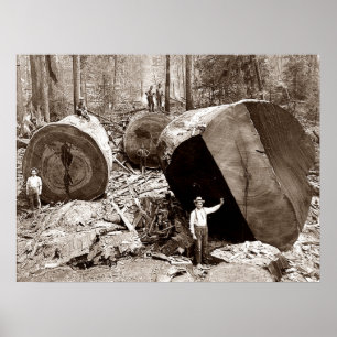 Kalifornische Holzfäller gefällter Redwood 1910 Poster