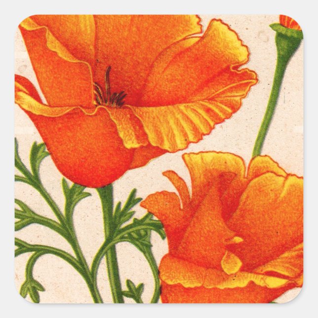 Kalifornische Mohn Kalifornien-Mohn in Orange Quadratischer Aufkleber (Vorderseite)