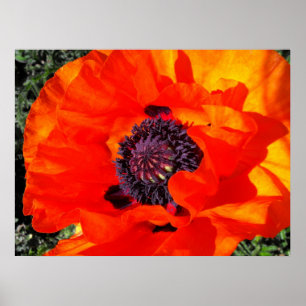 Kalifornische Mohnblume Poster