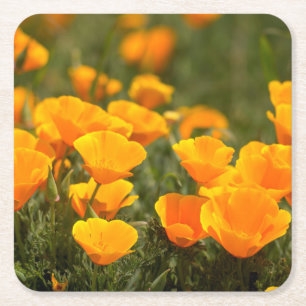 Kalifornische Mohnblumen, Montana de Oro State Par Rechteckiger Pappuntersetzer
