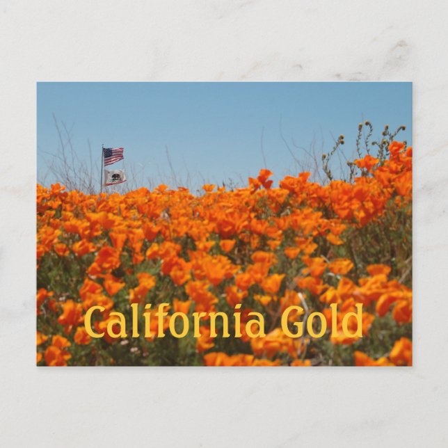 Kalifornische Poppies und amerikanische Flag Post  Postkarte (Vorderseite)