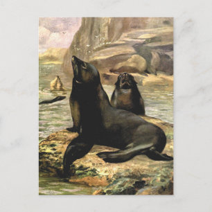 Kalifornische Seelöwen von CE Swan, Vintage-Tiere Postkarte