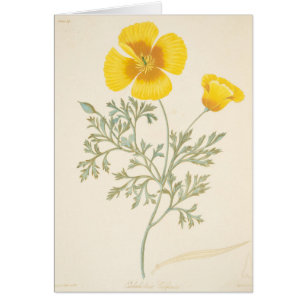 Kalifornischer Eschscholtzia