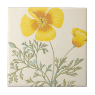 Kalifornischer Eschscholtzia Fliese