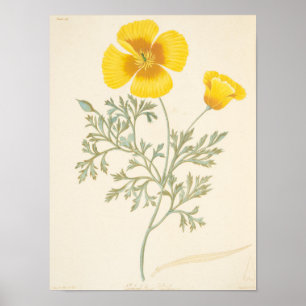 Kalifornischer Eschscholtzia Poster