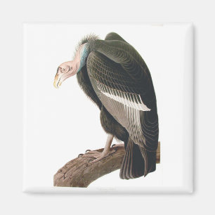 Kalifornischer Geier (Kondor), Audubon Fine Art Magnet