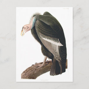 Kalifornischer Geier (Kondor), Audubon Fine Art Postkarte