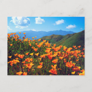 Kalifornischer Mohn auf einem Hang Postkarte