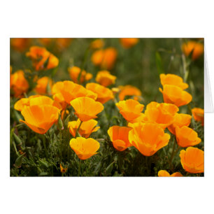 Kalifornischer Mohn, Montana de Oro State Park