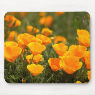 Kalifornischer Mohn, Montana de Oro State Park Mousepad