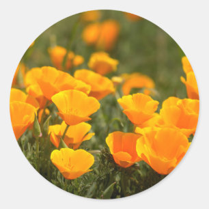 Kalifornischer Mohn, Montana de Oro State Park Runder Aufkleber