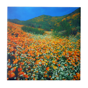 Kalifornischer Mohn und Popcorn-Wildblumen Fliese