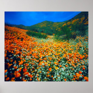 Kalifornischer Mohn und Popcorn-Wildblumen Poster