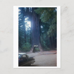 Kalifornischer Redwood Oldtimer Postkarte