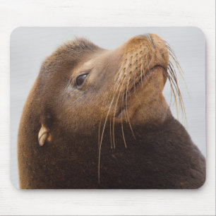 Kalifornischer Seelöwe Mousepad