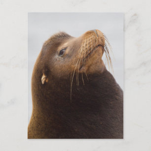 Kalifornischer Seelöwe Postkarte