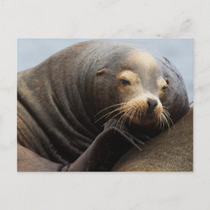 Kalifornischer Seelöwe ruht Postkarte