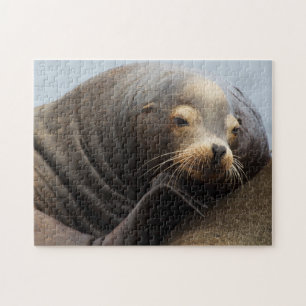 Kalifornischer Seelöwe ruht Puzzle