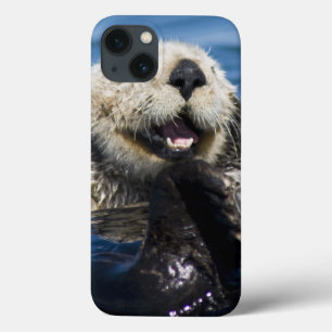 Kalifornischer Seeotter Enhydra lutris) pflegt sic Case-Mate iPhone Hülle