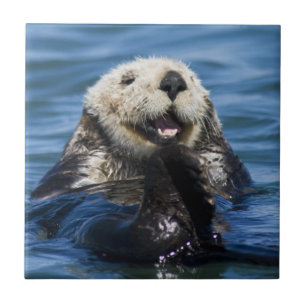 Kalifornischer Seeotter Enhydra lutris) pflegt sic Fliese
