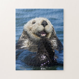 Kalifornischer Seeotter Enhydra lutris) pflegt sic Puzzle